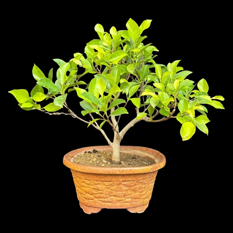 FICUS MICROCARPA